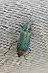 Malachius bipustulatus
