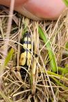 Rutpela maculata
