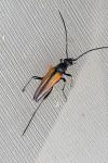 Stenurella melanura