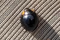 Parexochomus nigromaculatus