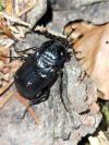 Nicrophorus humator