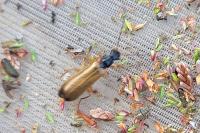 Rhagonycha lignosa