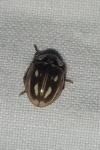 Myzia oblongoguttata