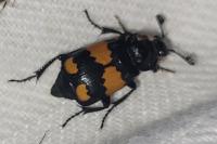 Nicrophorus vespilloides