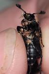 Nicrophorus vespilloides