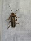 Cantharis