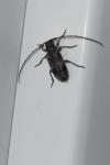 Exocentrus adspersus