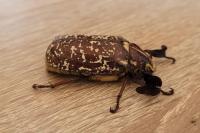Polyphylla fullo