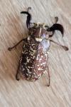 Polyphylla fullo