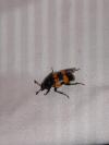 Nicrophorus vespillo