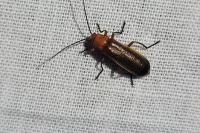 Rhagonycha fulva