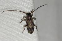 Exocentrus adspersus