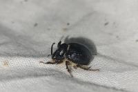 Odonteus armiger