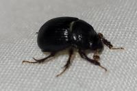 Odonteus armiger