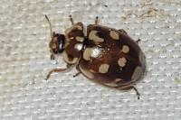 Myrrha octodecimguttata