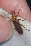 Cantharis