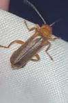 Cantharis