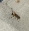 Rhagonycha lutea
