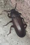 Tenebrio