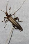 Oedemera femoralis