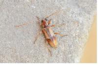 Trichoferus pallidus
