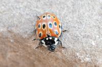 Anatis ocellata