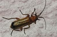 Rhagonycha fulva