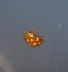 Halyzia sedecimguttata