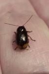 Cryptocephalus biguttatus