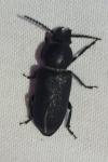 Spondylis buprestoides