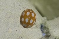 Calvia decemguttata