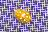Halyzia sedecimguttata