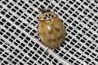 Harmonia quadripunctata