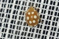 Vibidia duodecimguttata