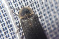 Lampyris noctiluca