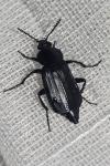 Nicrophorus humator
