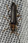 Nacerdes carniolica