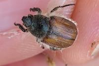 Anisoplia villosa