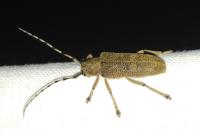 Saperda carcharias