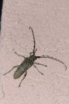 Saperda carcharias