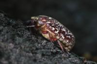 Polyphylla fullo