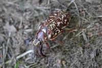 Polyphylla fullo