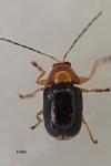 Cryptocephalus pusillus