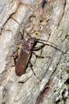 Arhopalus rusticus