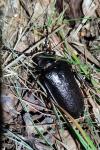 Prionus coriarius