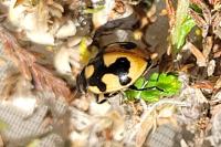 Coccinella hieroglyphica