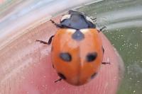 Coccinella magnifica