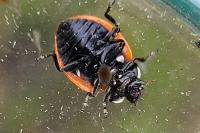 Coccinella magnifica