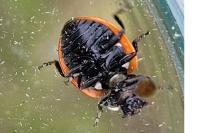 Coccinella magnifica