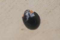 Parexochomus nigromaculatus